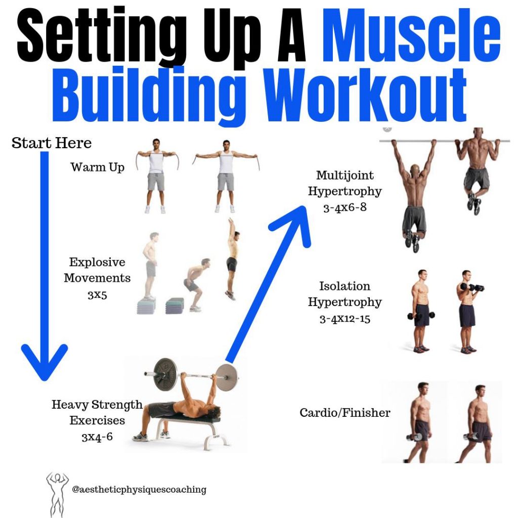 Create an Effective Muscle Building Gym Routine - Aesthetic Physiques