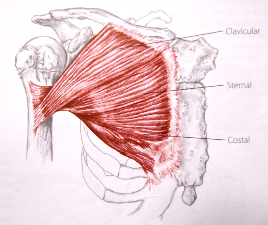 upper-chest-diagram 